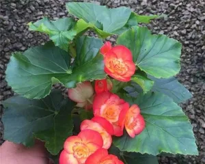 海棠适合室内养吗？答案在这里（探讨海棠花的适应性和养护技巧）3