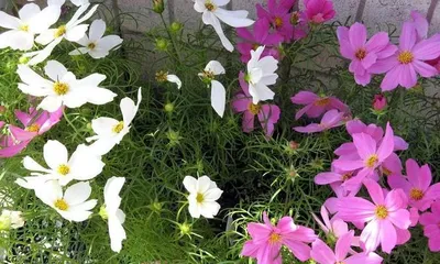 Growth Habits and Characteristics of Cosmos (Exploring Cosmos Varieties, Cultivation, Care, and Applications)
