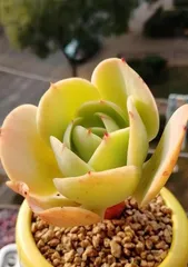 Cultivation Methods and Precautions for Peach Blossom Succulent (Perfect Cultivation Guide for Creating Fresh and Stylish Miniature Landscapes) 1