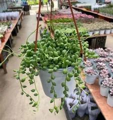 The Wonderful World of Succulent Plants (Exploring the Growth Characteristics, Propagation Methods, and Care Techniques of Succulent Plants) 2