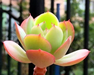 Cultivation Methods and Precautions for Peach Blossom Succulent (Perfect Cultivation Guide for Creating Fresh and Stylish Miniature Landscapes) 2