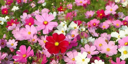Cosmos Growth Habits and Characteristics (Exploring Cosmos Varieties, Cultivation, Maintenance and Application) 2