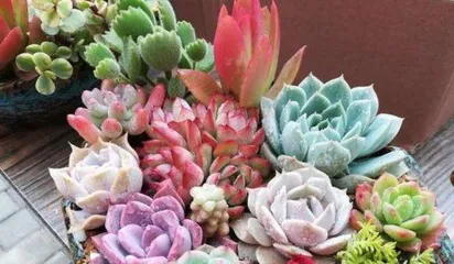 The Wonderful World of Succulent Plants (Exploring the Growth Characteristics, Propagation Methods, and Care Techniques of Succulent Plants) 3