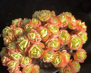Cultivation Methods and Precautions for Peach Blossom Succulent (Perfect Cultivation Guide for Creating Fresh and Stylish Miniature Landscapes) 3