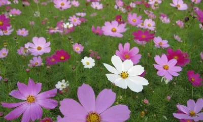 Cosmos Growth Habits and Characteristics (Exploring Cosmos Varieties, Cultivation, Maintenance and Application) 3
