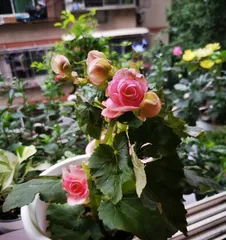 Complete Guide to Potting and Caring for Pyracantha (Detailed Explanation of Pyracantha Planting Techniques and Precautions at Home, Helping You Easily Create a Balcony Mini-Garden)