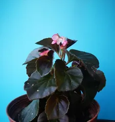 Complete Guide to Potting and Caring for Begonias (Detailed Explanation of Planting Techniques and Precautions for Growing Begonias at Home, Helping You Easily Create a Balcony Small Garden) 2