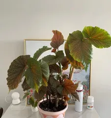 Complete Guide to Potting and Caring for Begonias (Detailed Explanation of Planting Techniques and Precautions for Growing Begonias at Home, Helping You Easily Create a Balcony Small Garden) 3