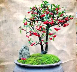 Care Guide for Indoor Pyracantha (Creating a Beautiful Indoor Green Space)