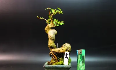 Indoor Pyracantha Care Guide (Create a Beautiful Indoor Green Space) Part 2