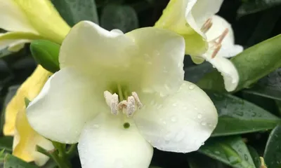 How to Care for African Jasmine (Care Tips to Keep Your Jasmine Healthy)