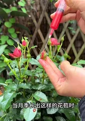 How to Care for Rose Bushes Indoors in Winter (Creating a Cozy Indoor Garden, Bringing a Touch of Spring to the Winter)