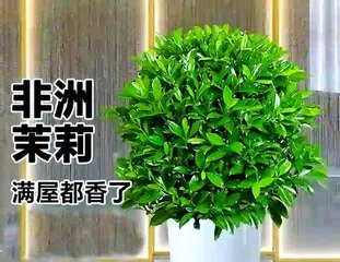 How to Care for African Jasmine (Maintenance Tips Sharing, Making Your Jasmine Healthier) 2