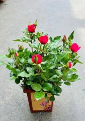 How to Care for Winter Roses Indoors (Create a Cozy Indoor Garden, Fill Winter with Spring Fragrance) Part 2