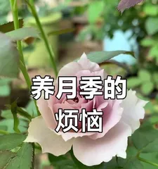 How to Care for Winter Roses Indoors (Create a Cozy Indoor Garden, Fill Winter with Spring Fragrance) Part 3