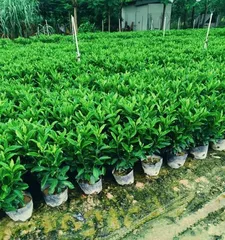 How to Care for African Jasmine (Maintenance Tips Sharing, Making Your Jasmine Healthier) 3