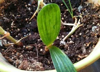 How to Properly Repot Clivia Leaves (Clivia Care Tips: Clivia Leaf Repotting Guide)
