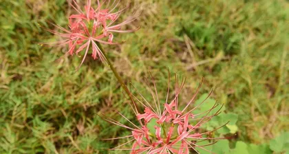 Exploring whether Chrysanthemums prefer shade or sun (Unveiling Chrysanthemum care tips to help you easily create a flower sea)