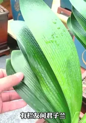 How to properly repot a Clivia with attention to its leaves (A guide to leaf care during repotting for Clivia maintenance) Part 2