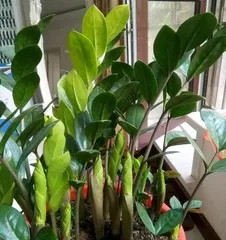 Exploring Whether Jixiaju Prefers Shade or Sunlight (Revealing Jixiaju Care Tips to Easily Create a Sea of Flowers) 2