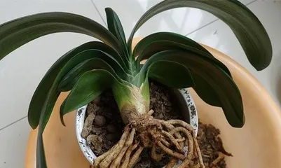How to properly repot a Clivia with attention to its leaves (A guide to leaf care during repotting for Clivia maintenance) Part 3