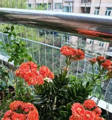 Exploring Whether Jixiaju Prefers Shade or Sunlight (Revealing Jixiaju Care Tips to Easily Create a Sea of Flowers) 3