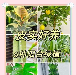 Balcony Plant Care Guide Without Sunlight (Planting Techniques and Suggestions for Solving No-Sunlight Problems) 2