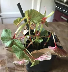 Balcony Plant Care Guide Without Sunlight (Planting Techniques and Suggestions for Solving No-Sunlight Problems) 3