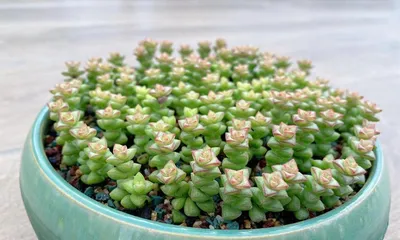 Star Prince Succulent Care Guide (Creating a Healthy and Beautiful Succulent Paradise)