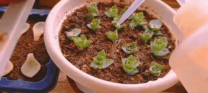 Prince Star Succulent Care Guide (Creating a Healthy and Beautiful Succulent Plant Paradise) 2