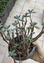 Prince Star Succulent Care Guide (Creating a Healthy and Beautiful Succulent Plant Paradise) 3