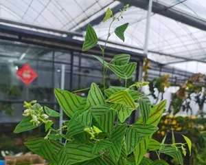 How to Properly Care for Begonias (Everything You Need to Know About Begonia Care)