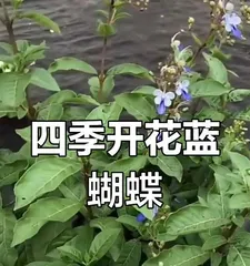 How to Properly Care for Butterfly Flowers (Complete Guide to Butterfly Flower Care) 2