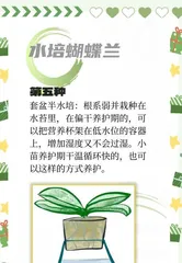 How to Properly Care for Butterfly Flowers (Complete Guide to Butterfly Flower Care) 3