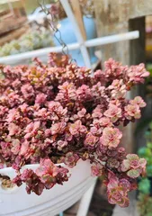 Small Rose Care Guide (Easy Care, Beauty No Longer Troubles)