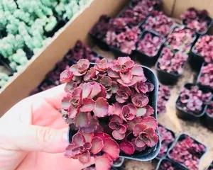 Little Ball Rose Care Guide (Easy Maintenance, No More Beauty Troubles) 2