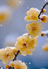 Welcoming the New Spring, wintersweet blooms in colorful hues (Exploring the charm of wintersweet with a focus on color)