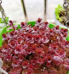 Little Ball Rose Care Guide (Easy Maintenance, No More Beauty Troubles) 3