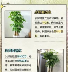How to make the prosperity tree grow denser (Creating a lush and dense prosperity tree to allow wealth to continuously grow)