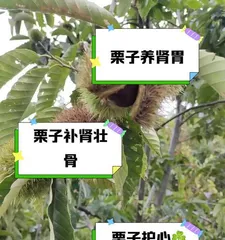 How to Germinate Chestnuts Quickly (The Entire Process from Seed Selection to Care, Just Master These Techniques!)