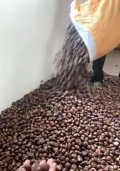 How to Make Chestnuts Germinate Quickly (The Complete Process from Seed Selection to Maintenance, Just Master These Tips!) 3