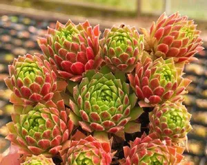 How to Care for Graptopetalum 'Frilly', Creating a Charming Succulent Garden (Cultivation and Care Tips for Graptopetalum 'Frilly', Making Your Garden More Beautiful)