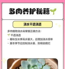 How to care for Succulent Echeveria and create an enchanting succulent garden (Succulent Echeveria planting and care tips to make your garden more beautiful) 2