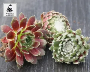 How to care for Succulent Echeveria and create an enchanting succulent garden (Succulent Echeveria planting and care tips to make your garden more beautiful) 3