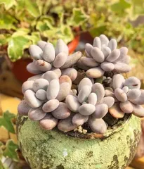 The Care and Maintenance of Succulent Trunks (Creating a Charming Succulent Garden, the Key Lies in Attentive Care)