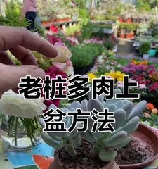 Succulent Old Stump Care and Maintenance (Creating a Charming Succulent Garden Depends on Meticulous Care) 2