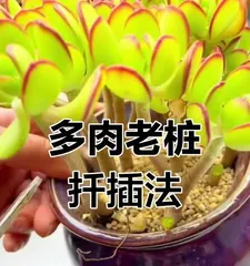 Succulent Old Stump Care and Maintenance (Creating a Charming Succulent Garden Depends on Meticulous Care) 3