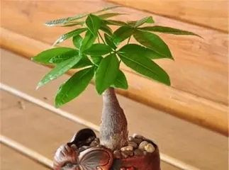 Planting Techniques and Maintenance Methods for Money Trees (Creating the Green Gadget for Wealth and Prosperity)