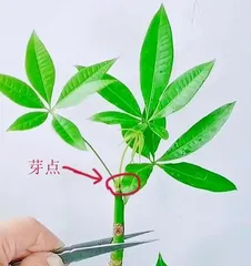 Money Tree Planting Techniques and Care Methods (Creating a Green Divine Tool for Wealth and Prosperity) 2