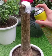 Money Tree Planting Techniques and Care Methods (Creating a Green Divine Tool for Wealth and Prosperity) 3